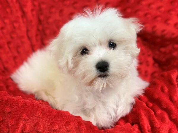 Maltese-DOG-Female-White-1457-Petland Katy - Houston, Texas