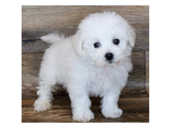 Bichon Frise-DOG-Male-White-1474-Petland Katy - Houston, Texas