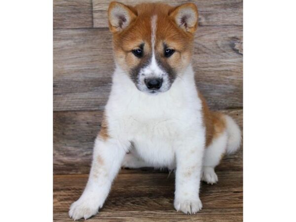 Shiba Inu-DOG-Male-Red & White-1473-Petland Katy - Houston, Texas