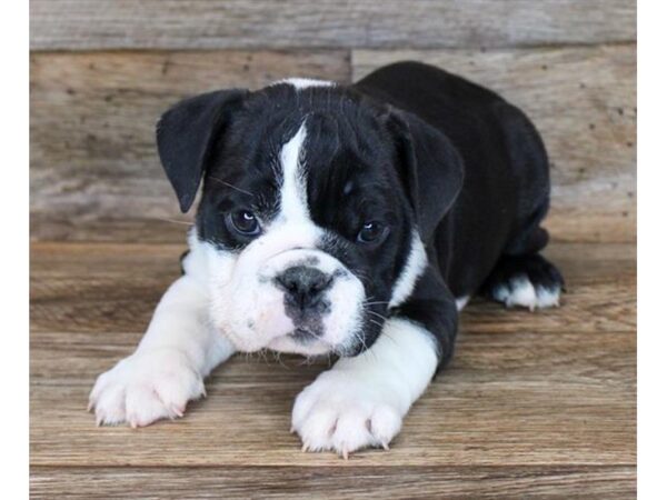 English Bulldog-DOG-Male-Black & White-1494-Petland Katy - Houston, Texas