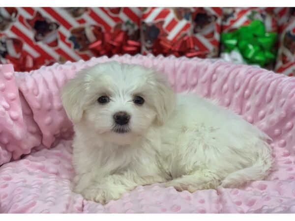 Maltese-DOG-Female-White-1480-Petland Katy - Houston, Texas