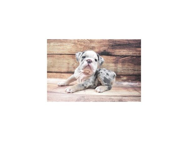 English Bulldog-DOG-Male-Blue and Tan-1509-Petland Katy - Houston, Texas
