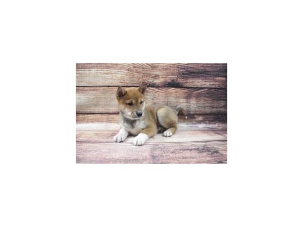 Shiba Inu-DOG-Male-Red Sesame-1510-Petland Katy - Houston, Texas