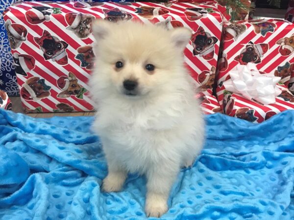 Pomeranian-DOG-Male-Cream-1517-Petland Katy - Houston, Texas