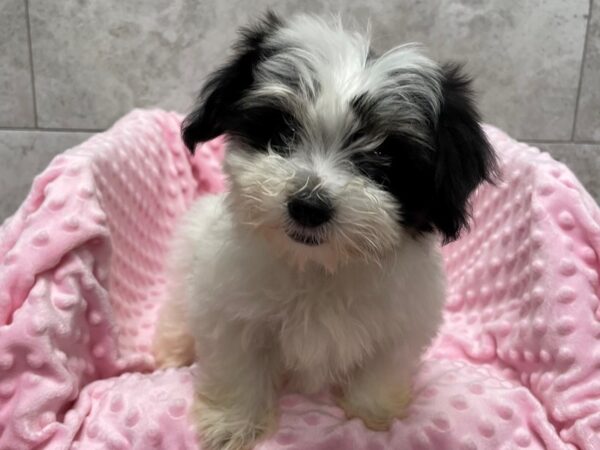 Coton De Tulear-DOG-Female-Black & White-1529-Petland Katy - Houston, Texas