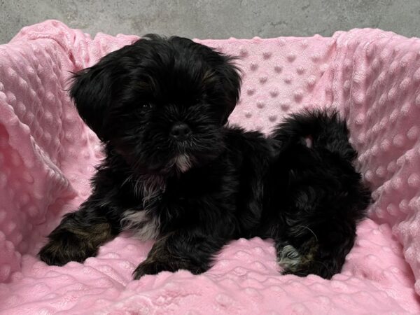Lhasa Apso-DOG-Female-Black & Tan-1530-Petland Katy - Houston, Texas