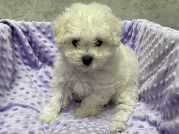Bichon Frise-DOG-Female-White-1533-Petland Katy - Houston, Texas