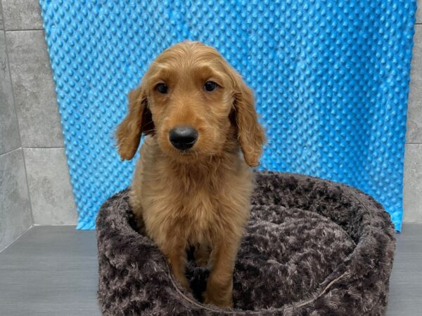 F1B Goldendoodle-DOG-Male-Dark Golden-1537-Petland Katy - Houston, Texas