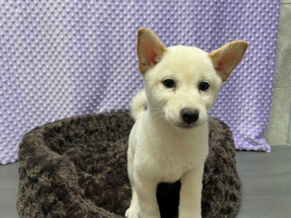 Shiba Inu-DOG-Female-Cream-1549-Petland Katy - Houston, Texas