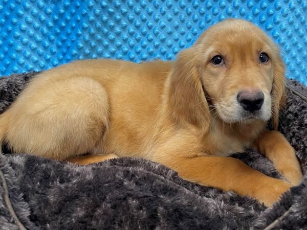 Golden Retriever-DOG-Male-Golden-1561-Petland Katy - Houston, Texas