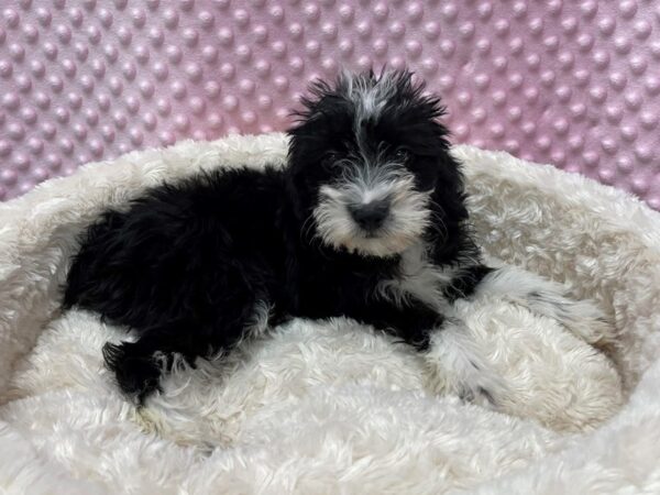 Schnoodle-DOG-Female-Black & White-1565-Petland Katy - Houston, Texas