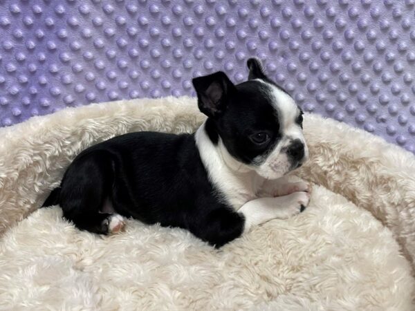 Boston Terrier-DOG-Female-Black & White-1560-Petland Katy - Houston, Texas