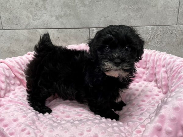 Shihpoo-DOG-Female--1589-Petland Katy - Houston, Texas