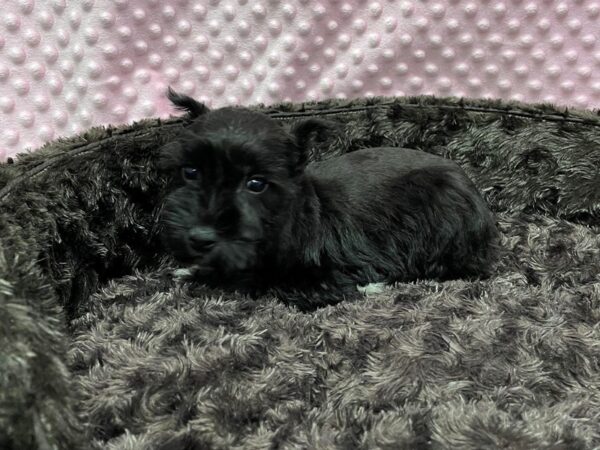 Miniature Schnauzer-DOG-Female-Black-1615-Petland Katy - Houston, Texas