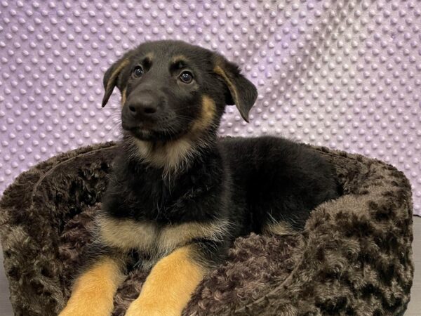 German Shepherd-DOG-Female-Black & Tan-1628-Petland Katy - Houston, Texas