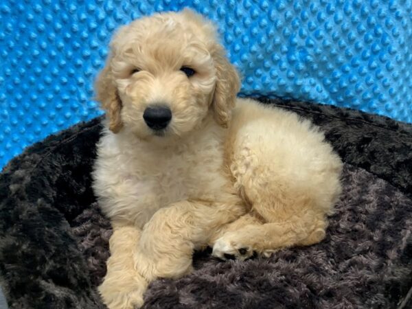 F1B Goldendoodle-DOG-Male-Golden-1664-Petland Katy - Houston, Texas