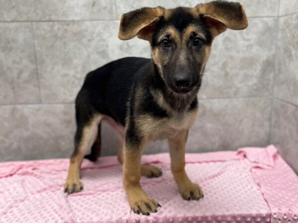 German Shepherd-DOG-Female-Black & Tan-1627-Petland Katy - Houston, Texas