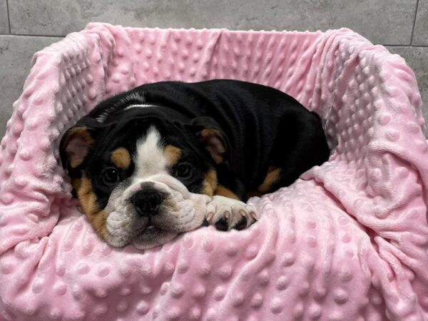 English Bulldog-DOG-Female-black & tan& white-1688-Petland Katy - Houston, Texas