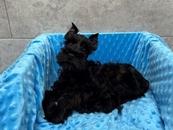 Miniature Schnauzer-DOG-Male-Black-1691-Petland Katy - Houston, Texas