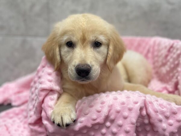 Golden Retriever-DOG-Female-Light Golden-1678-Petland Katy - Houston, Texas