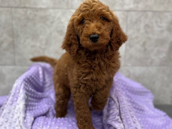 F1B Goldendoodle-DOG-Female-Red-1695-Petland Katy - Houston, Texas