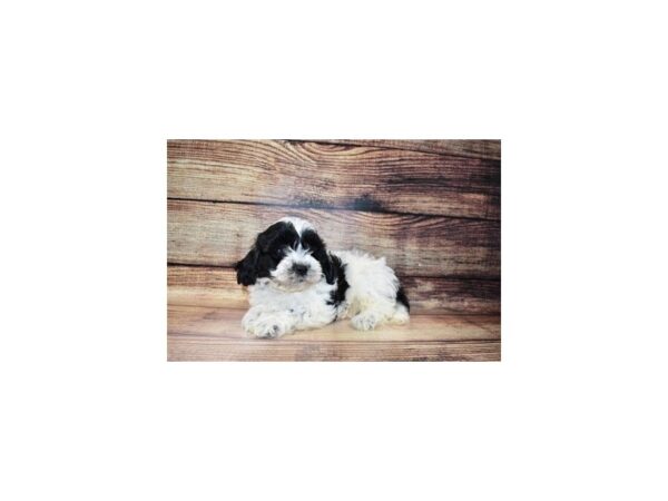 Teddy Bear-DOG-Male-Black and White-1713-Petland Katy - Houston, Texas