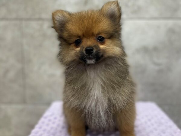 Pomeranian-DOG-Female--1718-Petland Katy - Houston, Texas