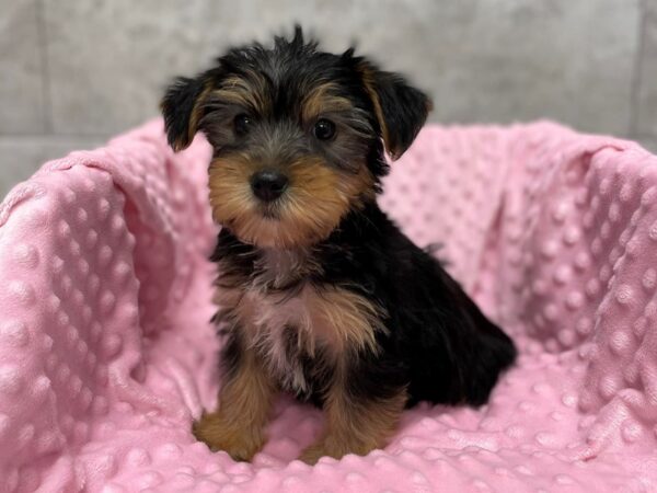 Yorkshire Terrier-DOG-Female-Black & Tan-1727-Petland Katy - Houston, Texas