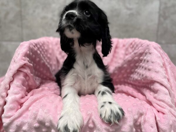 Cocker Spaniel-DOG-Female-Black & White-1735-Petland Katy - Houston, Texas