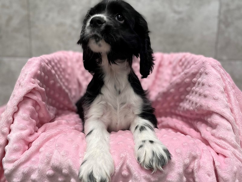 Cocker Spaniel DOG Female Black & White 1735