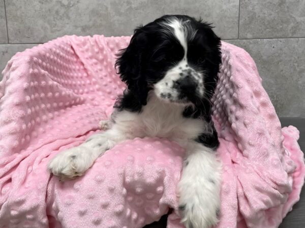 Cocker Spaniel-DOG-Female-Black & White-1737-Petland Katy - Houston, Texas