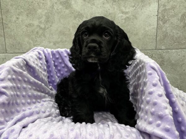 Cocker Spaniel-DOG-Female-Black-1745-Petland Katy - Houston, Texas