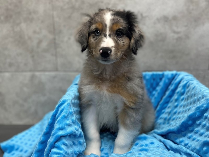 Miniature Australian Shepherd DOG Male Blue Merle 1738