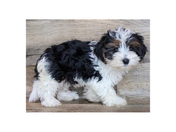 Biewer Terrier-DOG-Female-Black, Tan & White-1762-Petland Katy - Houston, Texas