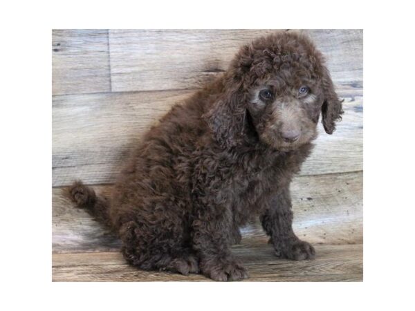 F1B Goldendoodle-DOG-Male-Chocolate-1759-Petland Katy - Houston, Texas