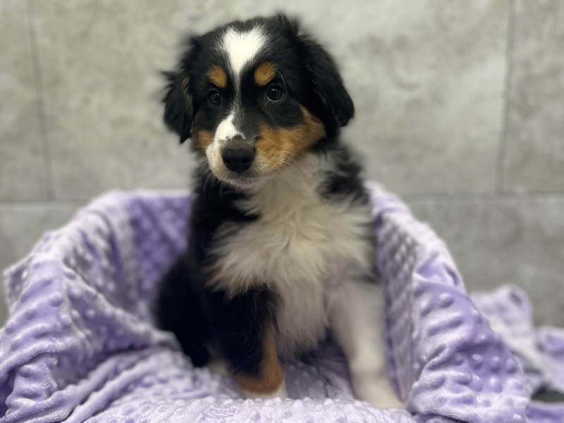 Miniature Australian Shepherd DOG Female Black Tri 1741