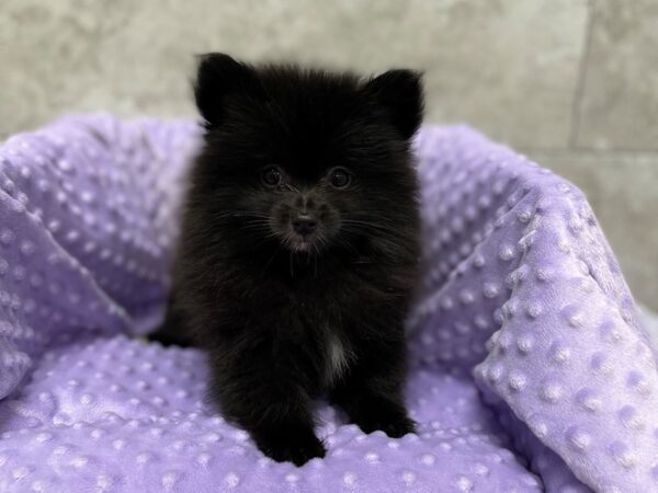Pomeranian-DOG-Female-Black-1754-Petland Katy - Houston, Texas
