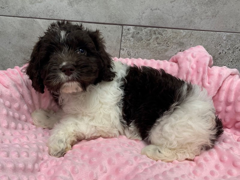 Cockapoo DOG Female Chocolate & White 1774