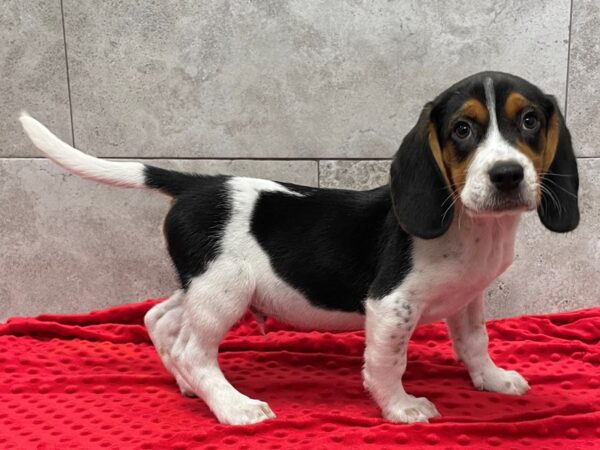 Beagle-DOG-Male-Black, Tan & White-1761-Petland Katy - Houston, Texas