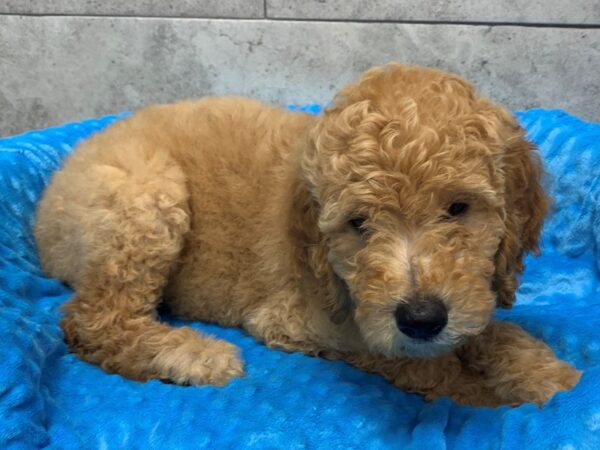 F1B Goldendoodle-DOG-Male-Golden-1777-Petland Katy - Houston, Texas