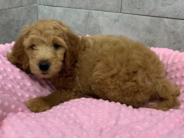 F1B Goldendoodle-DOG-Female-Golden-1778-Petland Katy - Houston, Texas