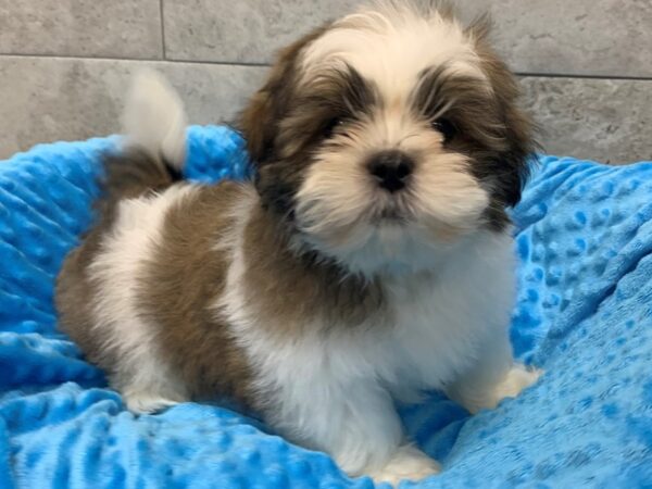 Shih Tzu-DOG-Male-Gold & White-1784-Petland Katy - Houston, Texas