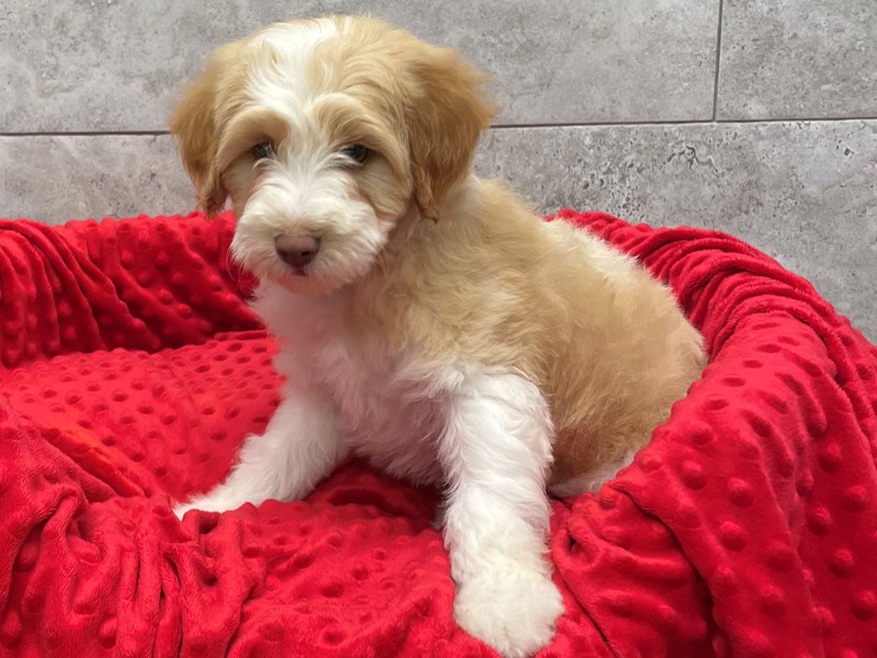 F1B Mini Goldendoodle DOG Male Gold & White 1790