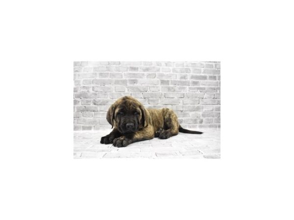 English Mastiff-DOG-Male-Brindle-1814-Petland Katy - Houston, Texas