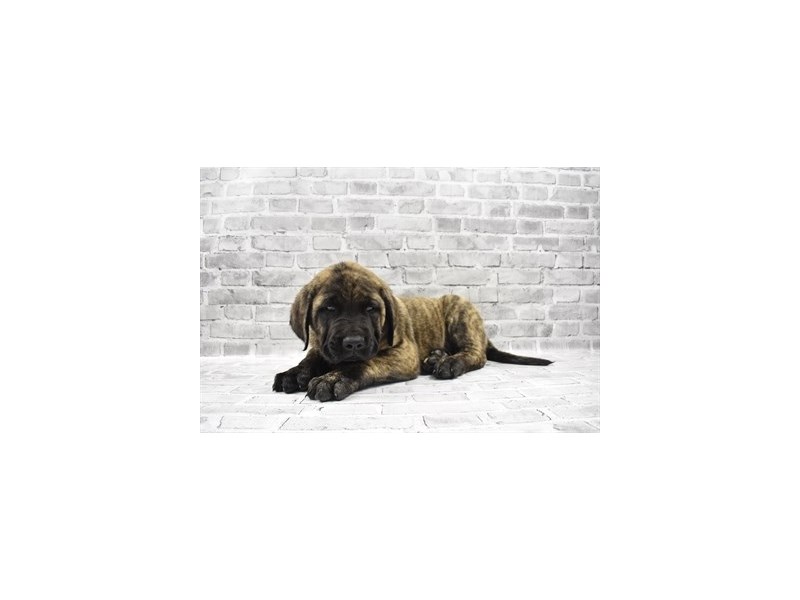 English Mastiff DOG Male Brindle 1814