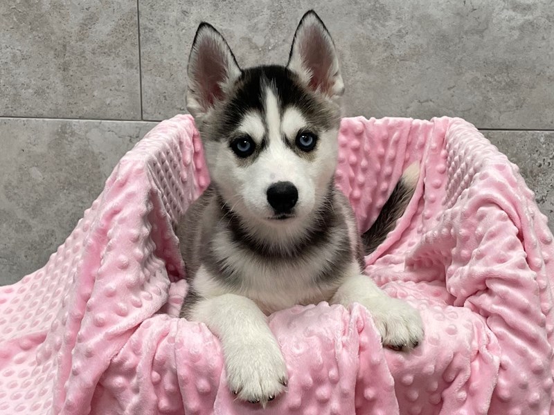 Siberian Husky DOG Female Black & White 1807