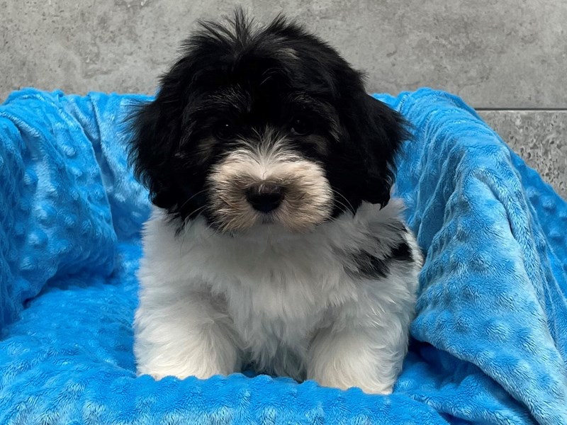 Havanese DOG Male 1812