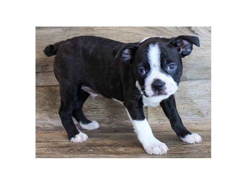 Boston Terrier DOG Male Black & White 1816