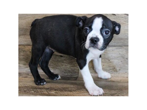 Boston Terrier-DOG-Female-Black & White-1818-Petland Katy - Houston, Texas