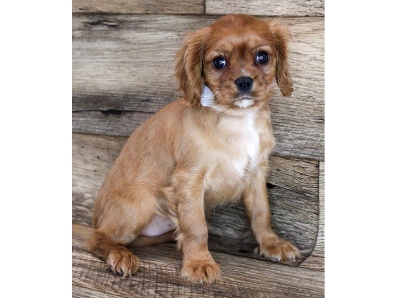 Cavalier King Charles Spaniel DOG Female Ruby 1819